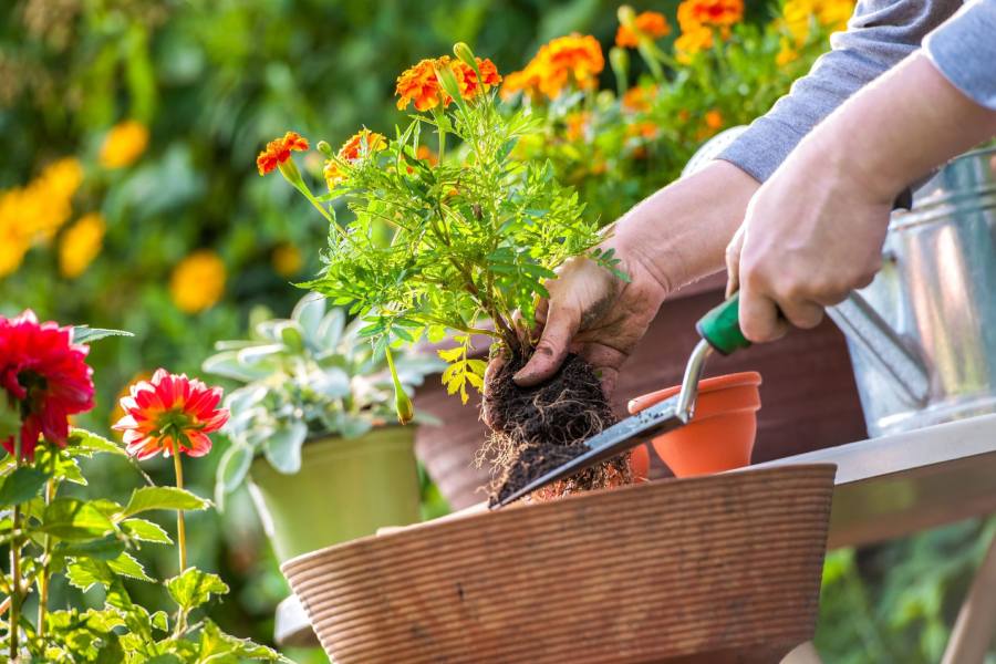 Elixir Garden Supplies: Everything You Need for a Thriving Garden